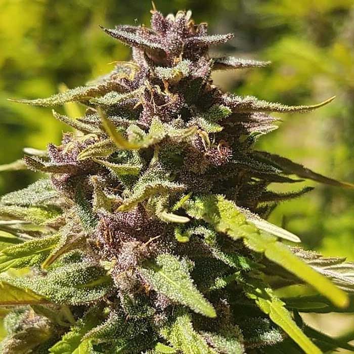 Purple and green flowering cannabis plant outdoors