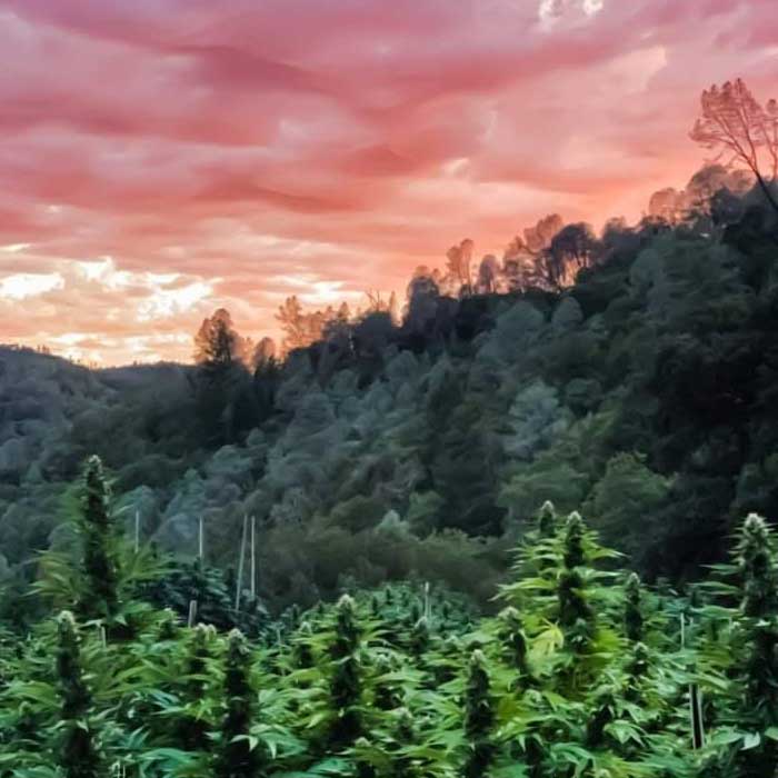 Cannabis plants silhouetted by a Mendocino sunset