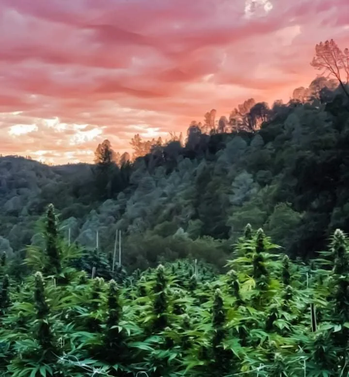 Cannabis growing on a forested Mendocino hillside beneath a pink sunset